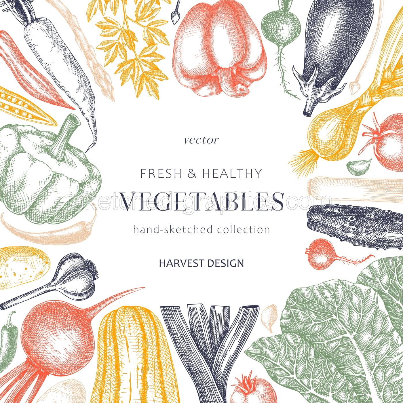 Hand-sketched Vegetable frame design in color. Hand-drawn tomatoes, squashes, peppers, potatoes, asparagus and other vegetables card. Healthy food template for menu, recipe, restaurant, packaging Illustration